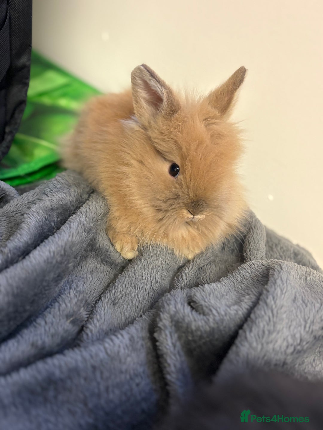 Lionhead rabbits for sale: Double maned lionhead babies  - Advert 2