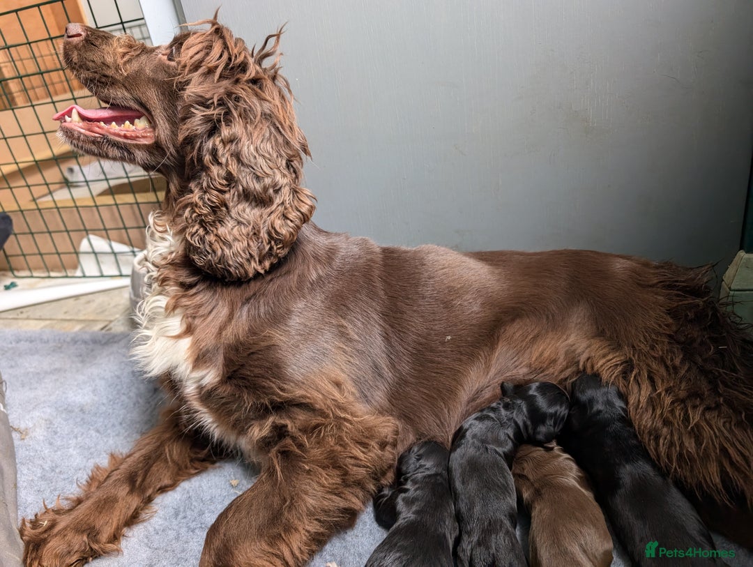 Cocker Spaniel dogs for sale: Working Cocker spaniel pups - Image 9