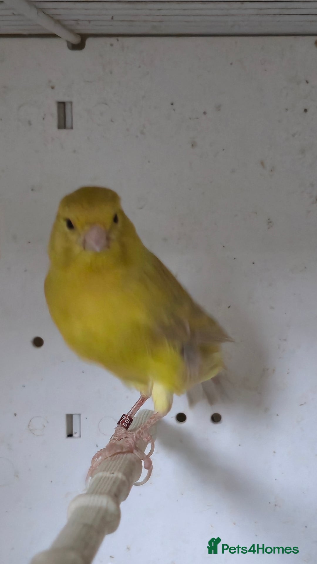 Canaries birds for sale: Canaries  - Image 15