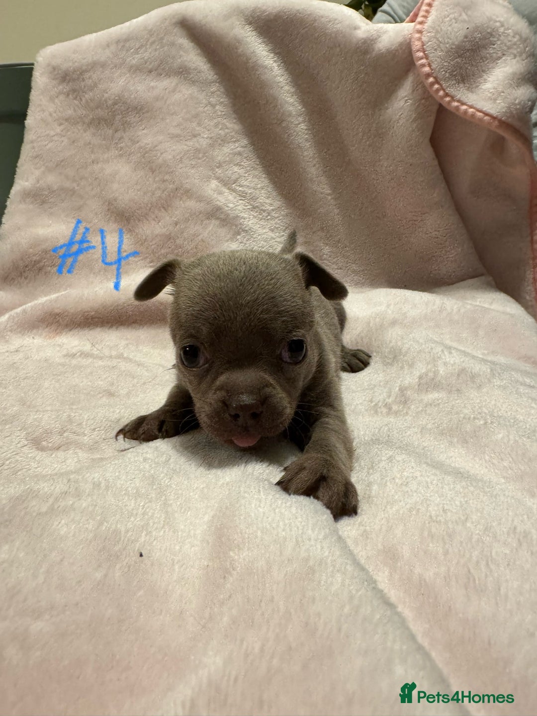 Chihuahua dogs for sale: KC Reg short-hair Chihuahua apple-headed puppies - Advert 36
