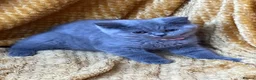British Shorthair cats for sale: GCCF🏆ChampionBloodline 5GENpedigree BSHblue/lilac - Advert 10