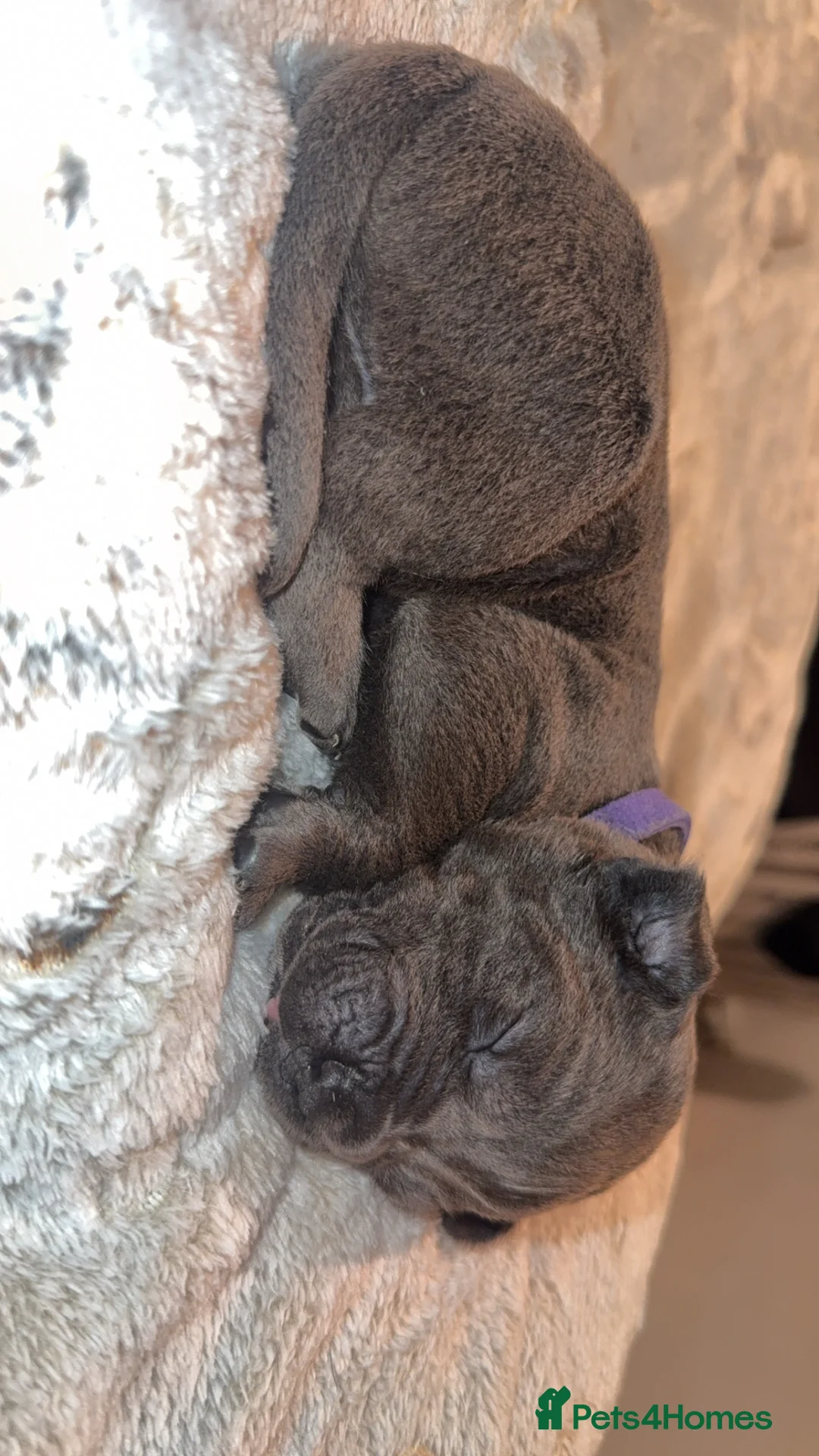 Cane Corso dogs for sale: Beautiful blue cane corsos - Advert 9