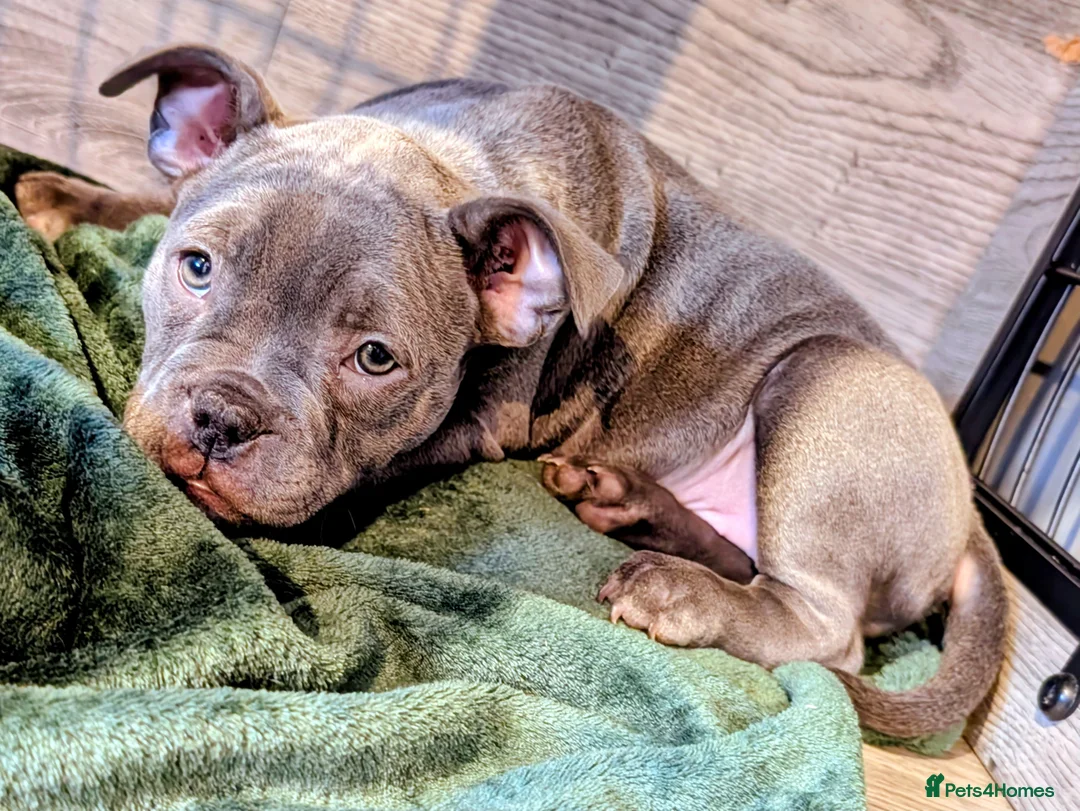 Mixed Breed dogs for sale: Beautiful french bulldog x pocket bully GIRL - Advert 14