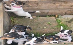 Jack Russell dogs for sale: Jack russel puppies - Image 10