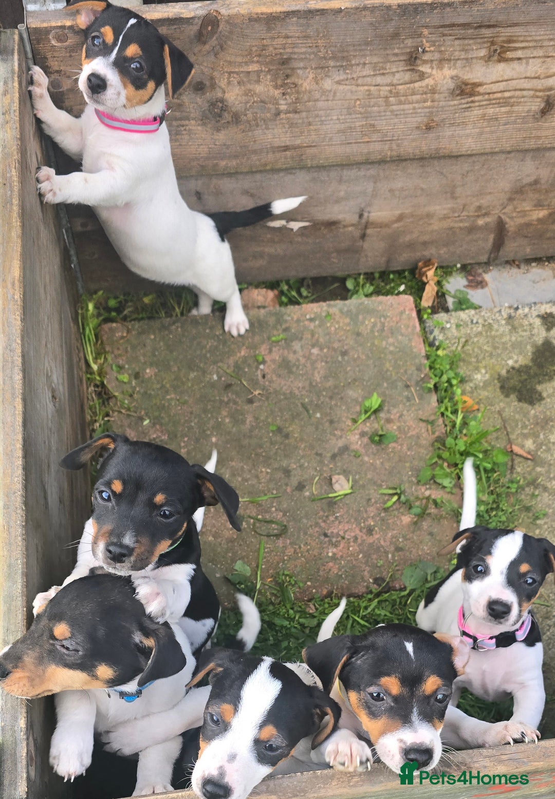 Jack Russell dogs for sale: Jack russel puppies - Image 10