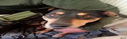 Australian Kelpie dogs for sale: Kelpie cross  - Advert 2
