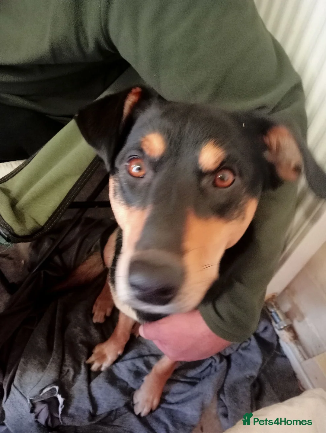 Australian Kelpie dogs for sale: Kelpie cross  - Advert 2