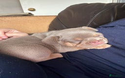 French Bulldog dogs for sale: QUALITY FRENCH BULLDOGS  - Image 5