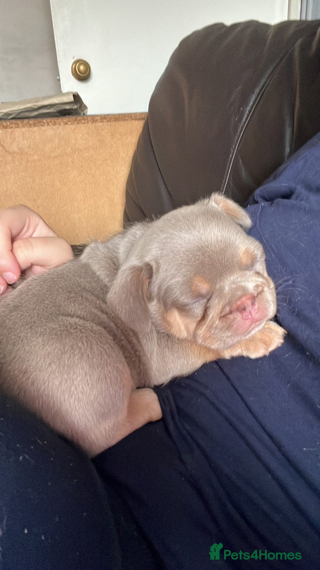 French Bulldog dogs for sale: QUALITY FRENCH BULLDOGS  - Image 5