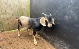 Goats livestock for sale: 2x Billy Goats and 1x Castrated Pygmy Goat.  - Image 2