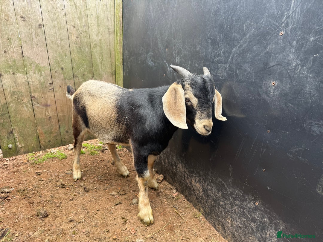 Goats livestock for sale: 2x Billy Goats and 1x Castrated Pygmy Goat.  - Image 2
