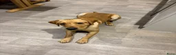 Labrador Retriever dogs for sale: Beautiful fully trained pet labrador  - Advert 5