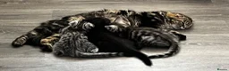 Mixed Breed cats for sale: Scottish fold and bengal cross kittens  - Advert 2