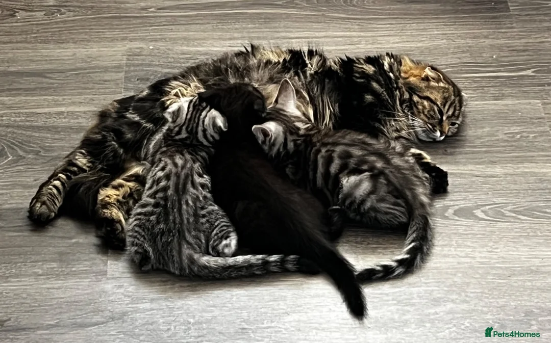 Mixed Breed cats for sale: Scottish fold and bengal cross kittens  - Advert 2