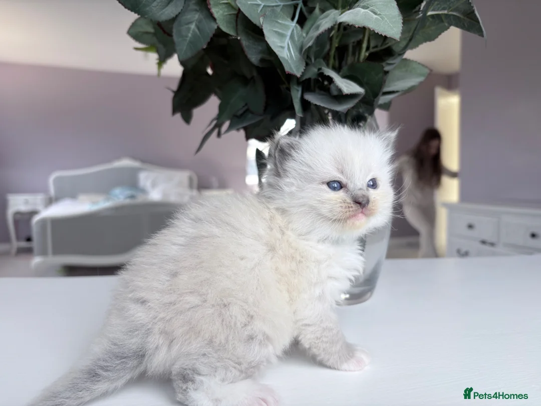 Ragdoll cats for sale: Exquisite pedigree ragdoll babies - Advert 2