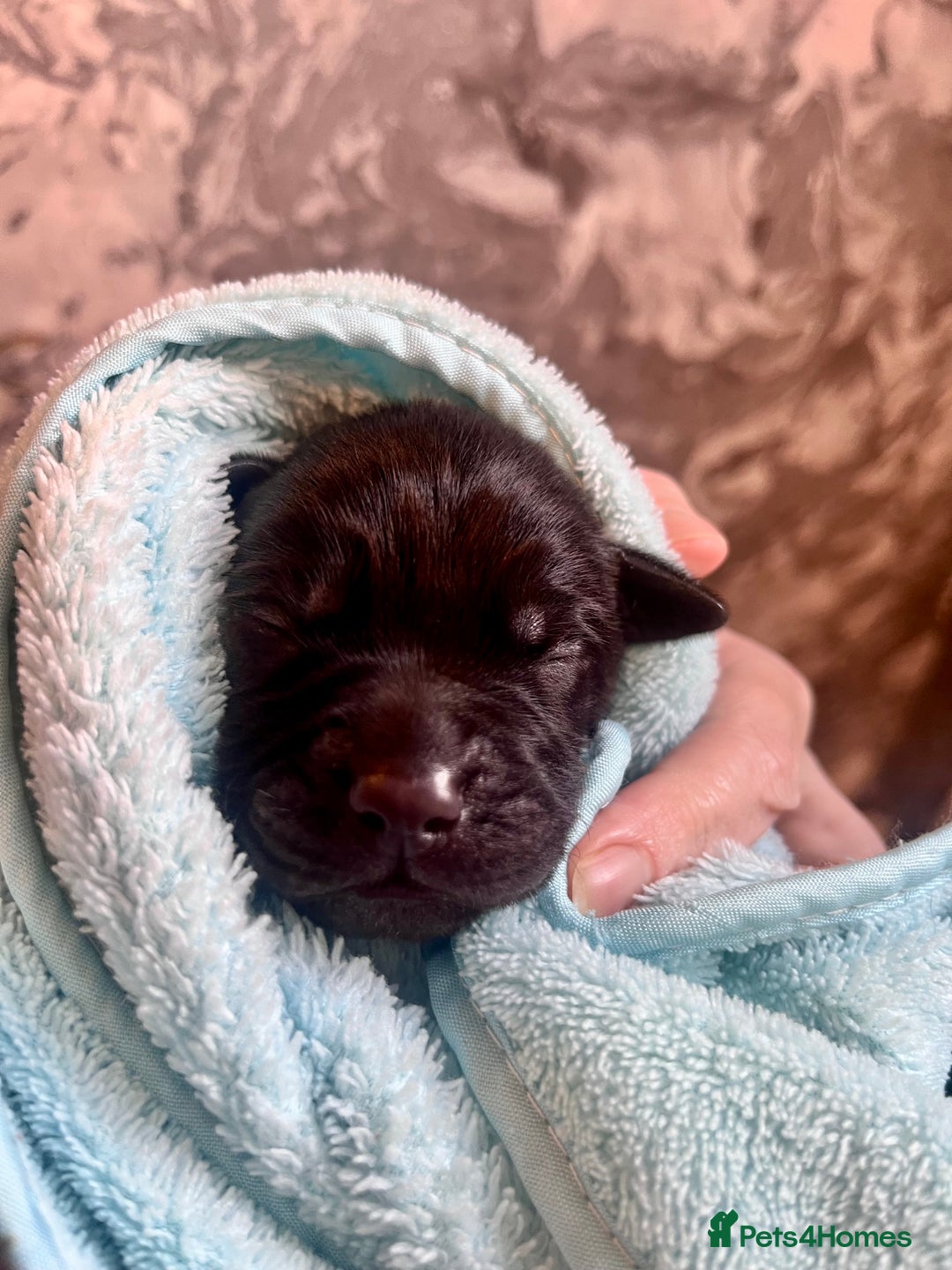 Labrador Retriever dogs for sale: Labrador puppy’s pups pup puppies puppy  - Advert 9