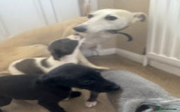 Mixed Breed dogs for sale: Stunning wiggy puppies  - Image 8