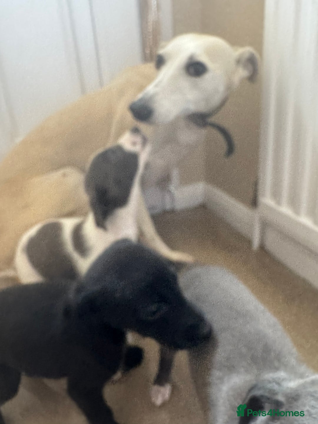 Mixed Breed dogs for sale: Stunning wiggy puppies  - Image 8