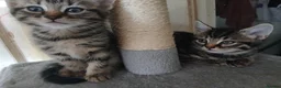 Mixed Breed cats for sale: 5 Beautiful kittens for sale - Advert 3