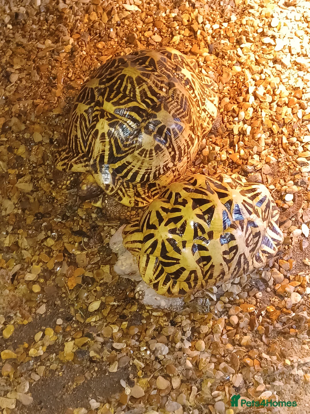 Tortoise reptiles for sale: ADULT PAIR OF INDIAN STAR TORTOISES UNRELATED  - Advert 8