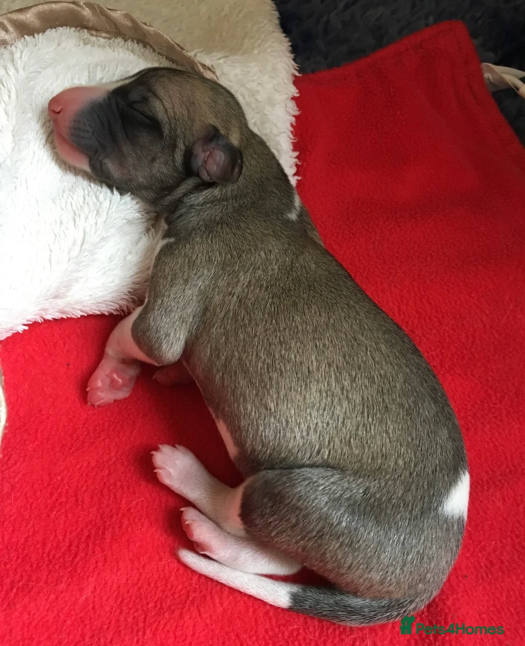 Whippet dogs for stud: KC Reg Heart Tested Gorgeous Fawn Whippet at Stud  in Bristol - Advert 17