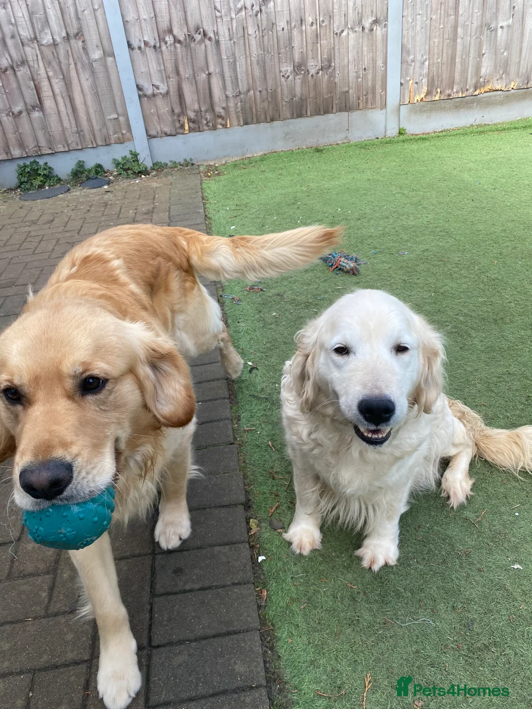 Golden Retriever dogs for sale: 💛🤍 5 Star ⭐️🐶 Golden Retriever Pups 🐶 🌟🤍💛 - Advert 9