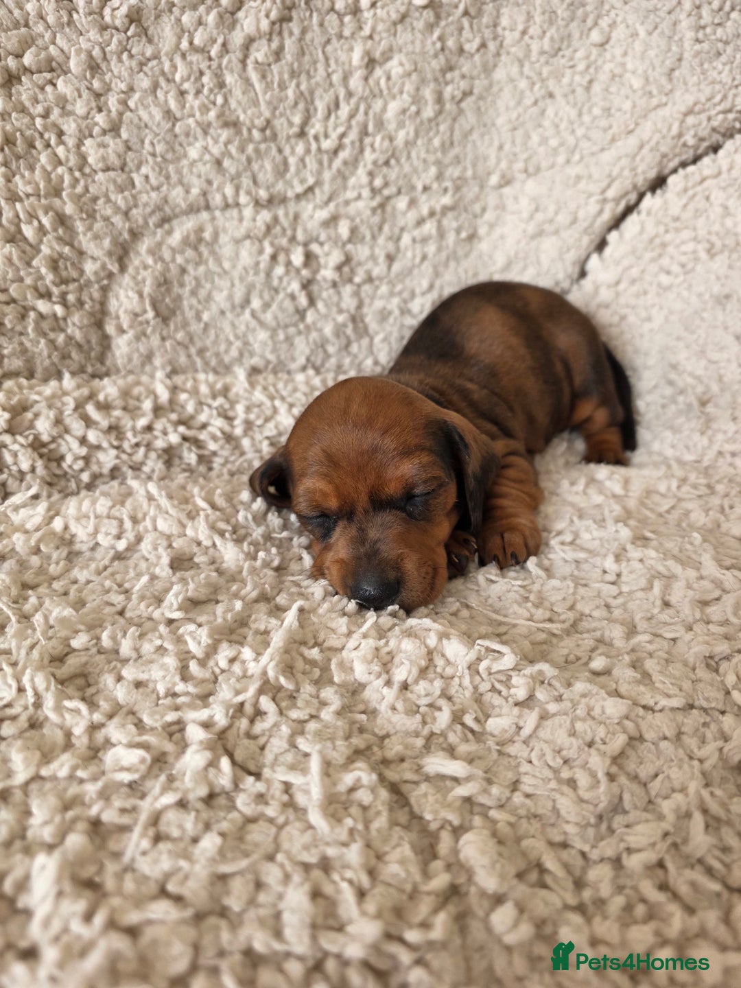 Miniature Dachshund dogs for sale: Beautiful short haired minature dauchshunds  - Advert 12