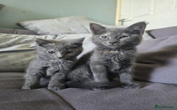 Mixed Breed cats for sale: 5 3/4 persian kittens ready now - Image 14