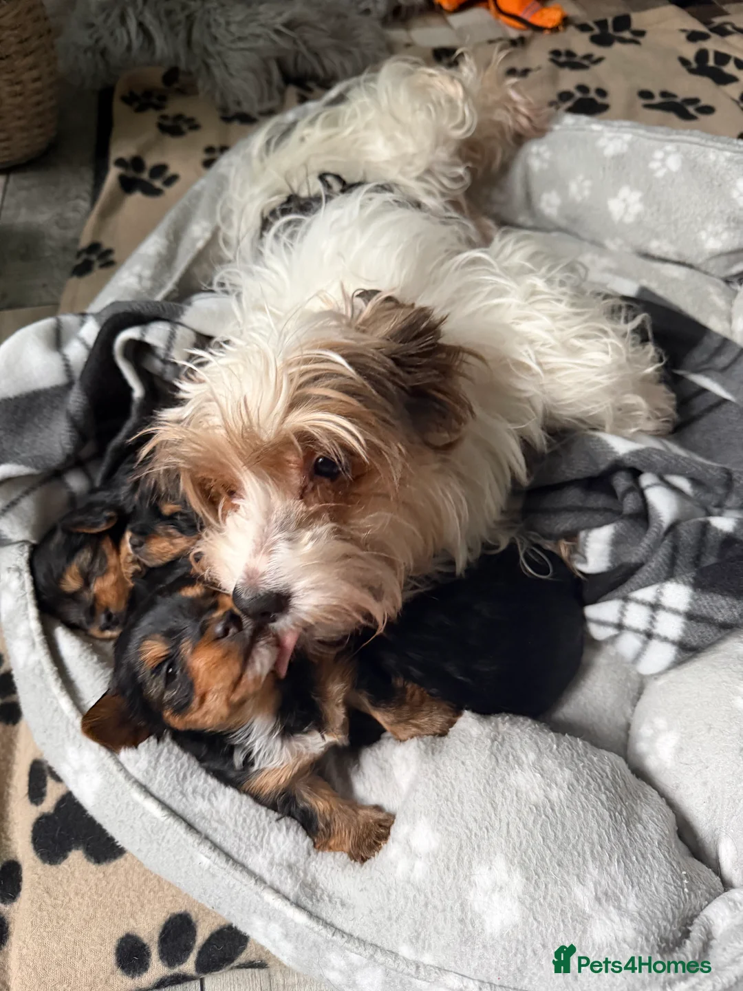 Yorkshire Terrier dogs for sale: York terrier  - Advert 11