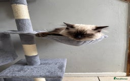 Ragdoll cats for sale: Seal point ragdoll girl GCCF registered - Image 14