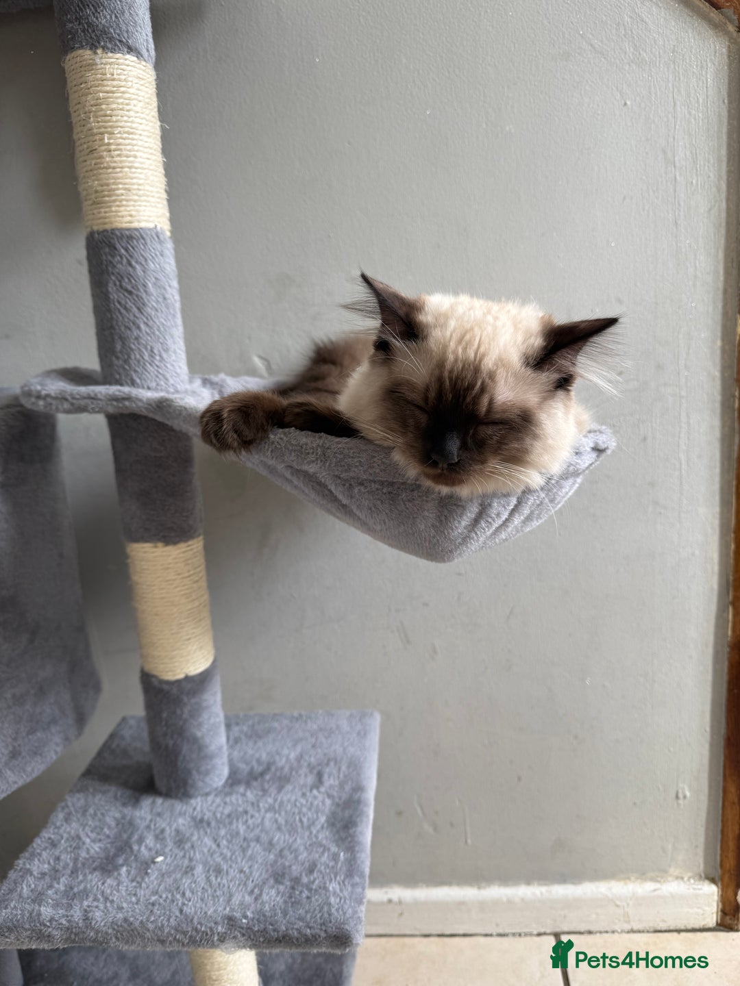 Ragdoll cats for sale: Seal point ragdoll girl GCCF registered - Image 14