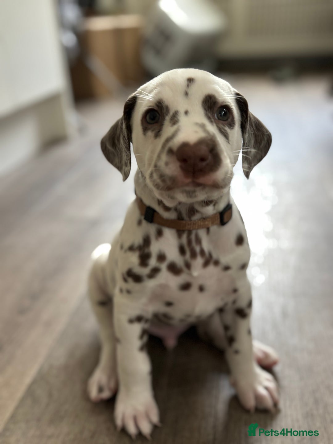 Dalmatian dogs for sale: Stunning mixed litter of Dalmatians  - Image 10