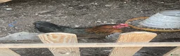 Chickens poultry for sale: Chicken for sale  in Dewsbury - Advert 3
