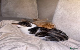 British Shorthair cats for sale: Two kittens  - Image 6