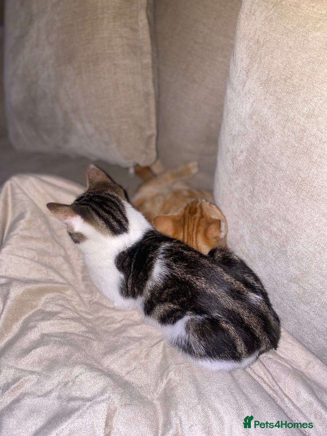 British Shorthair cats for sale: Two kittens  - Image 6