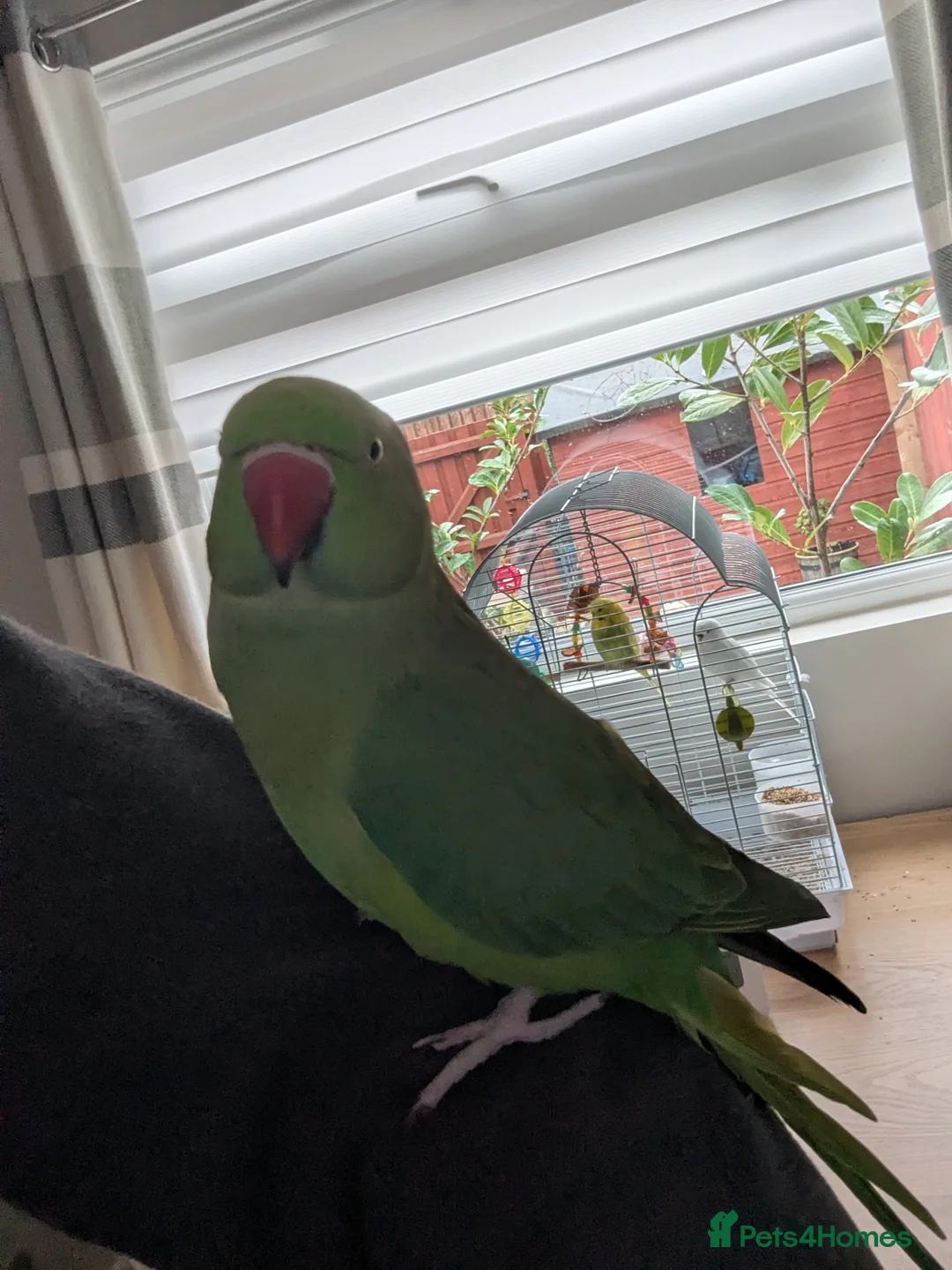 Parakeets birds for sale: Very friendly Parakeet  in Bootle - Advert 2