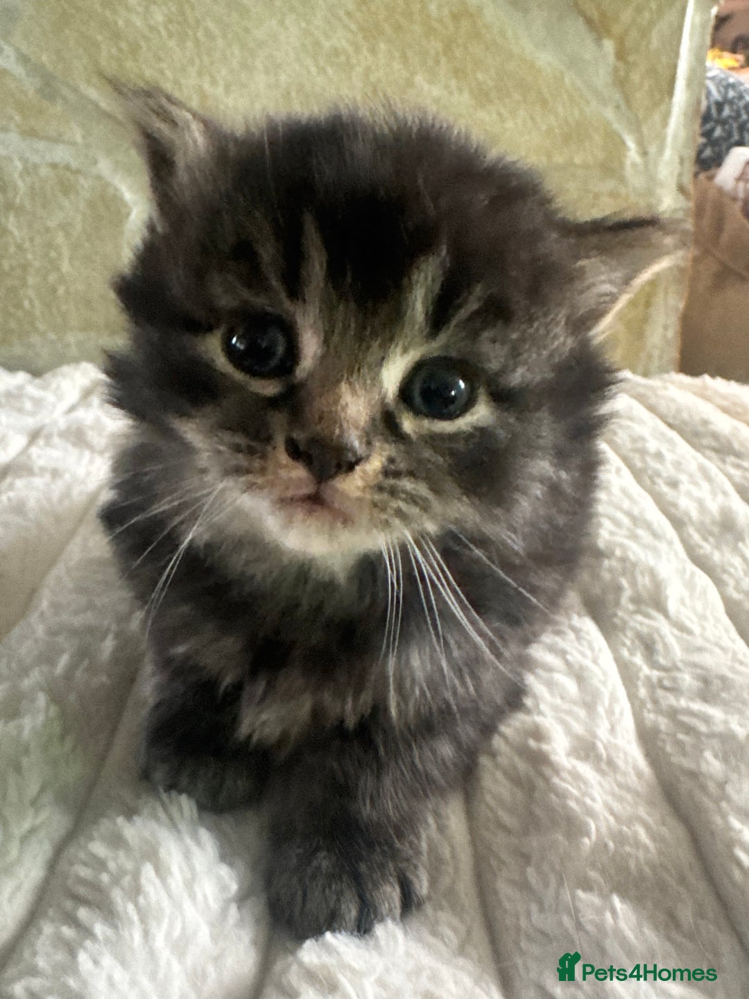 Mixed Breed cats for sale: Kittens  - Advert 4