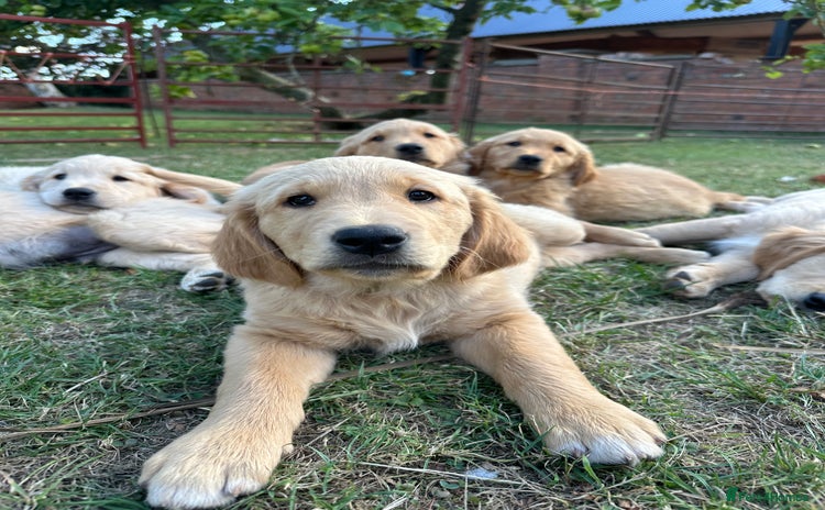 Golden Retriever dogs - Advert 11