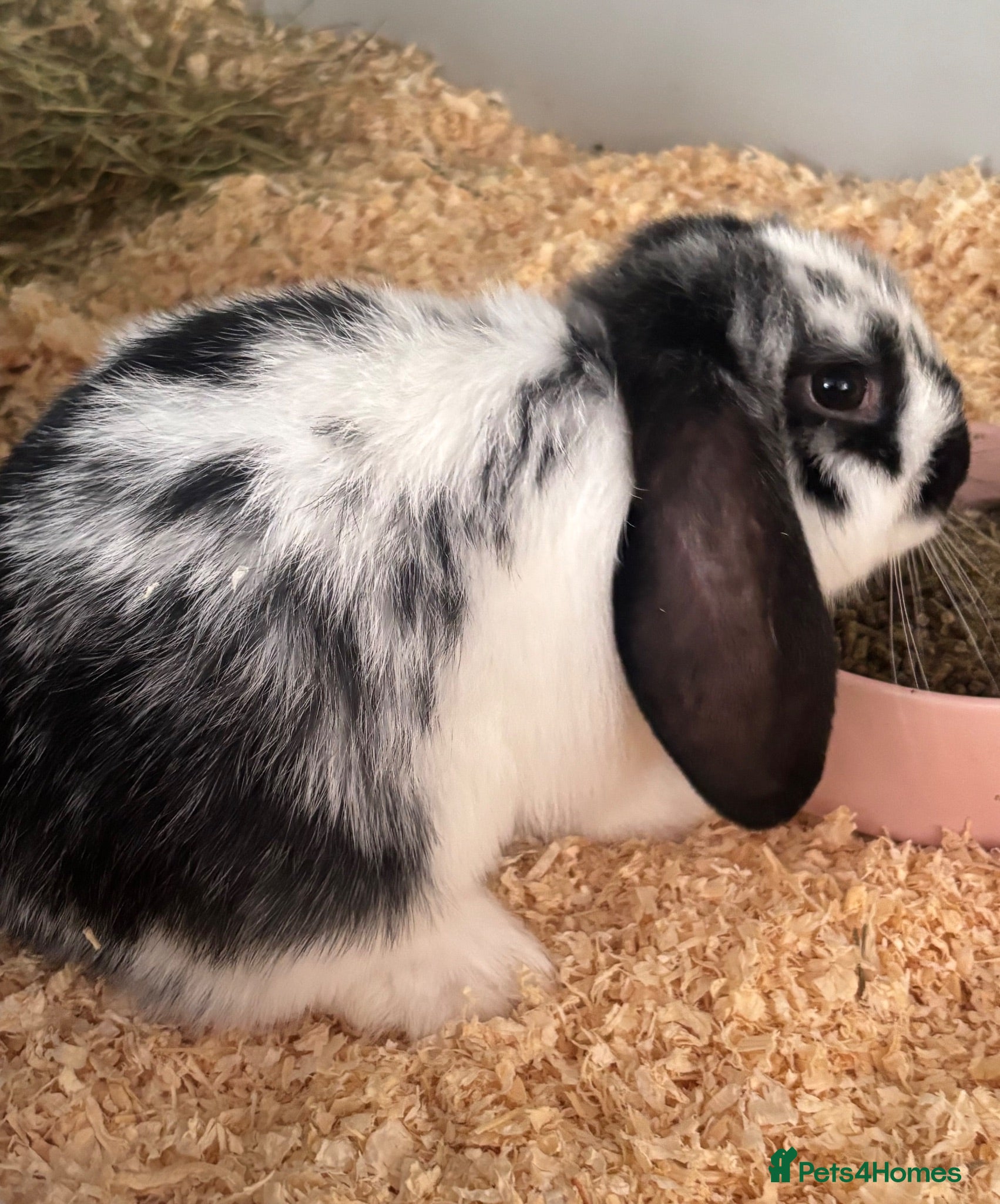 Mini Lop rabbits Two beautiful male rabbits for sale - Advert 8