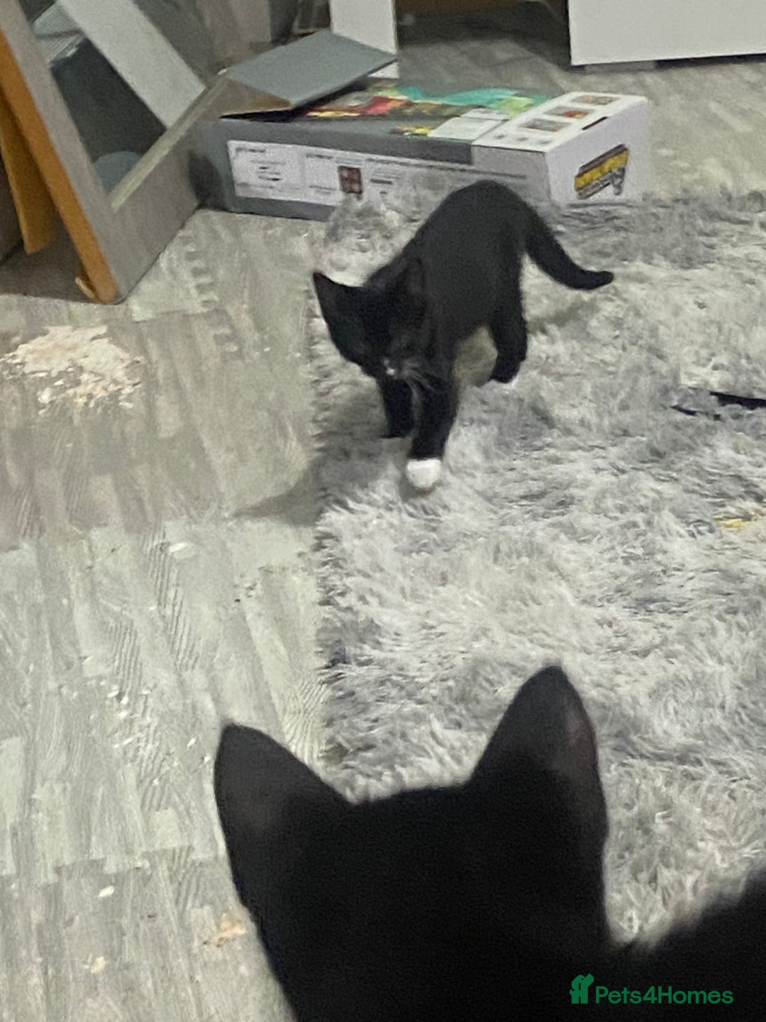 Mixed Breed cats for sale: Black & white kittens need their forever homes - Image 5