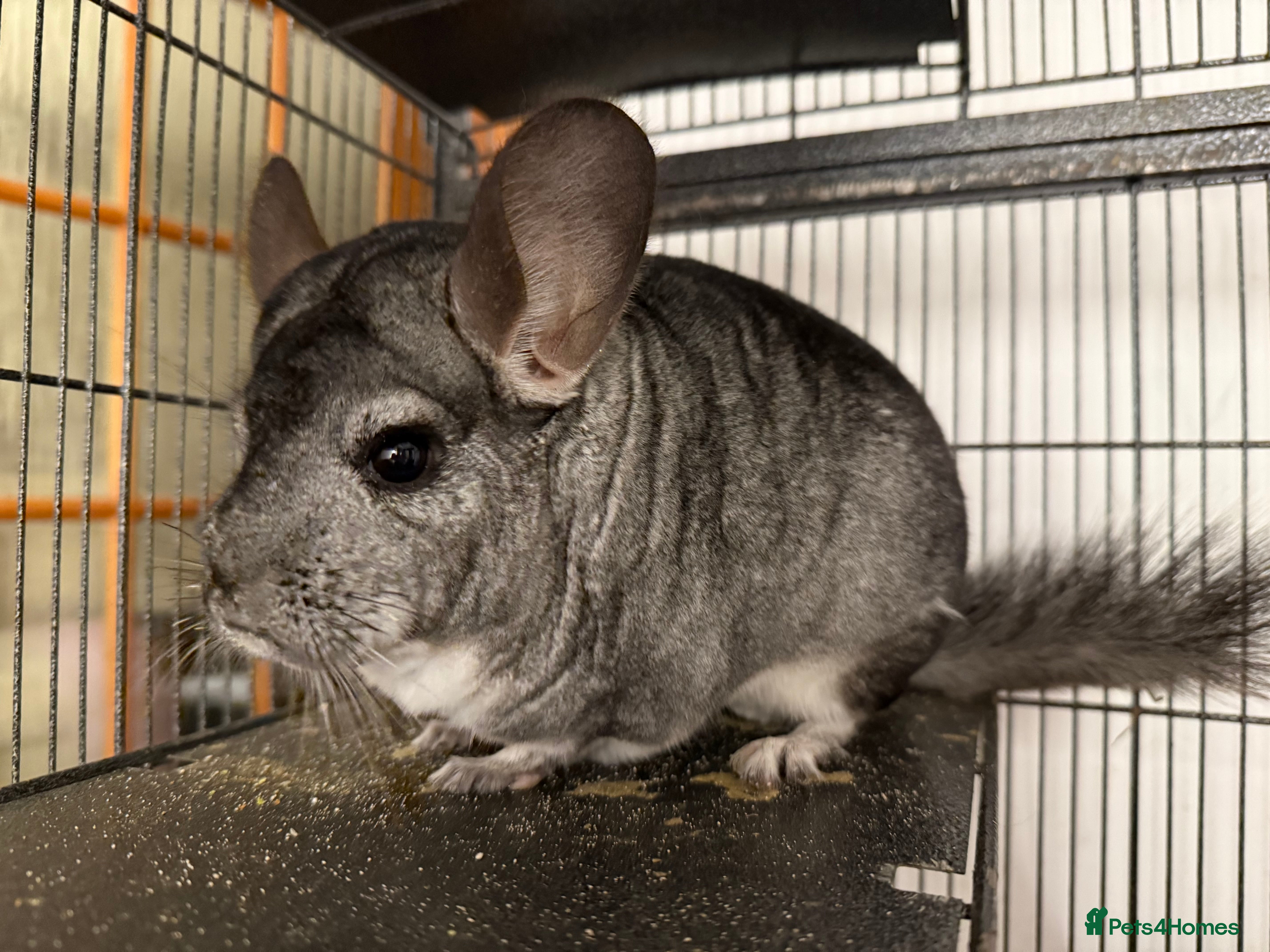 Chinchilla rodents 2 beautiful male grey chinchillas - Advert 9