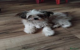 Mixed Breed dogs for sale: 7 month old Dotty needs a loving home - Image 1