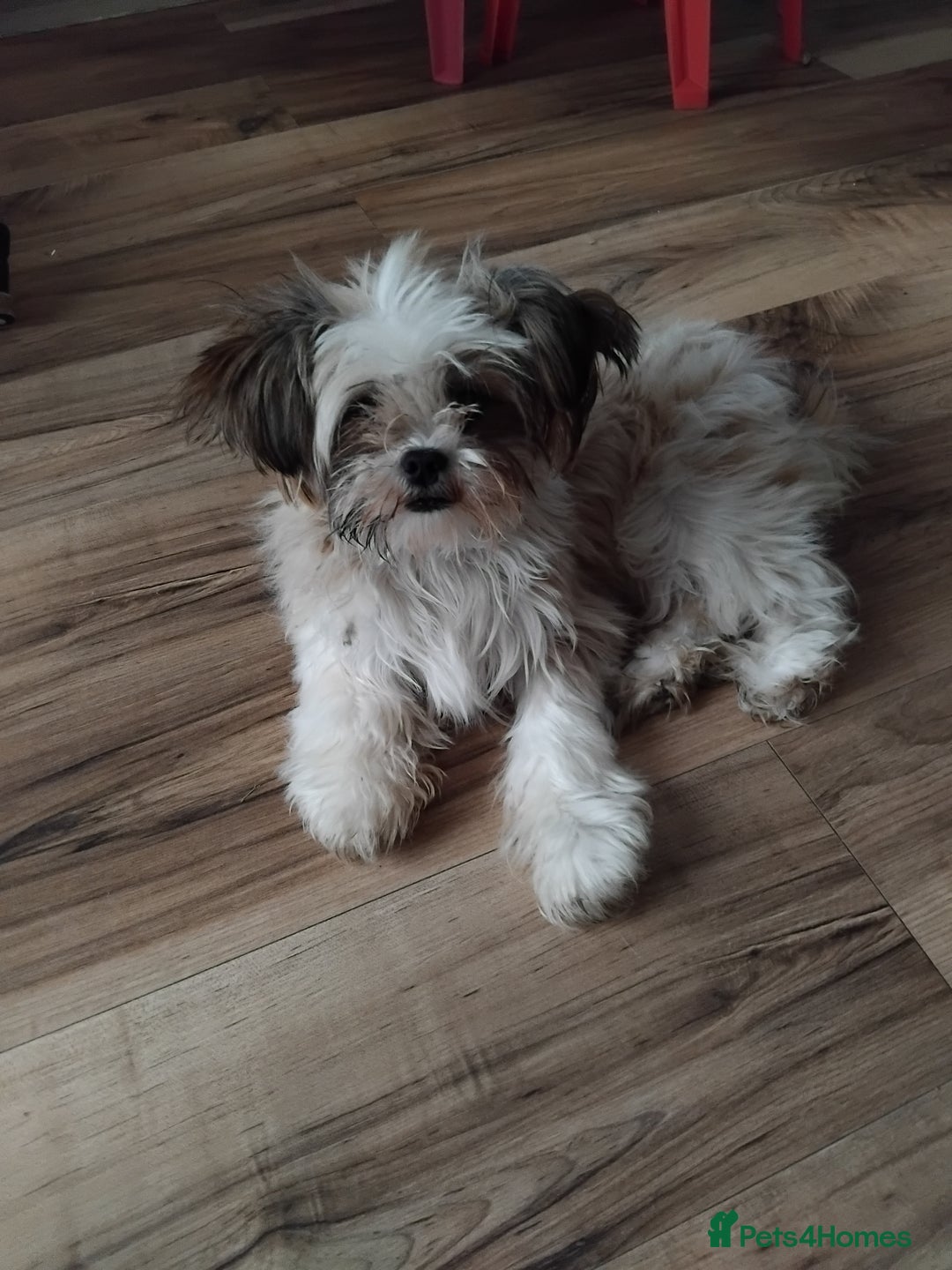 Mixed Breed dogs for sale: 7 month old Dotty needs a loving home - Image 1
