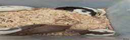 Rat rodents for sale: Friendly dumbo rats  - Advert 3