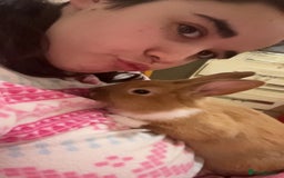 Mixed Breed rabbits for sale: Rabbit boys for sale  - Image 4