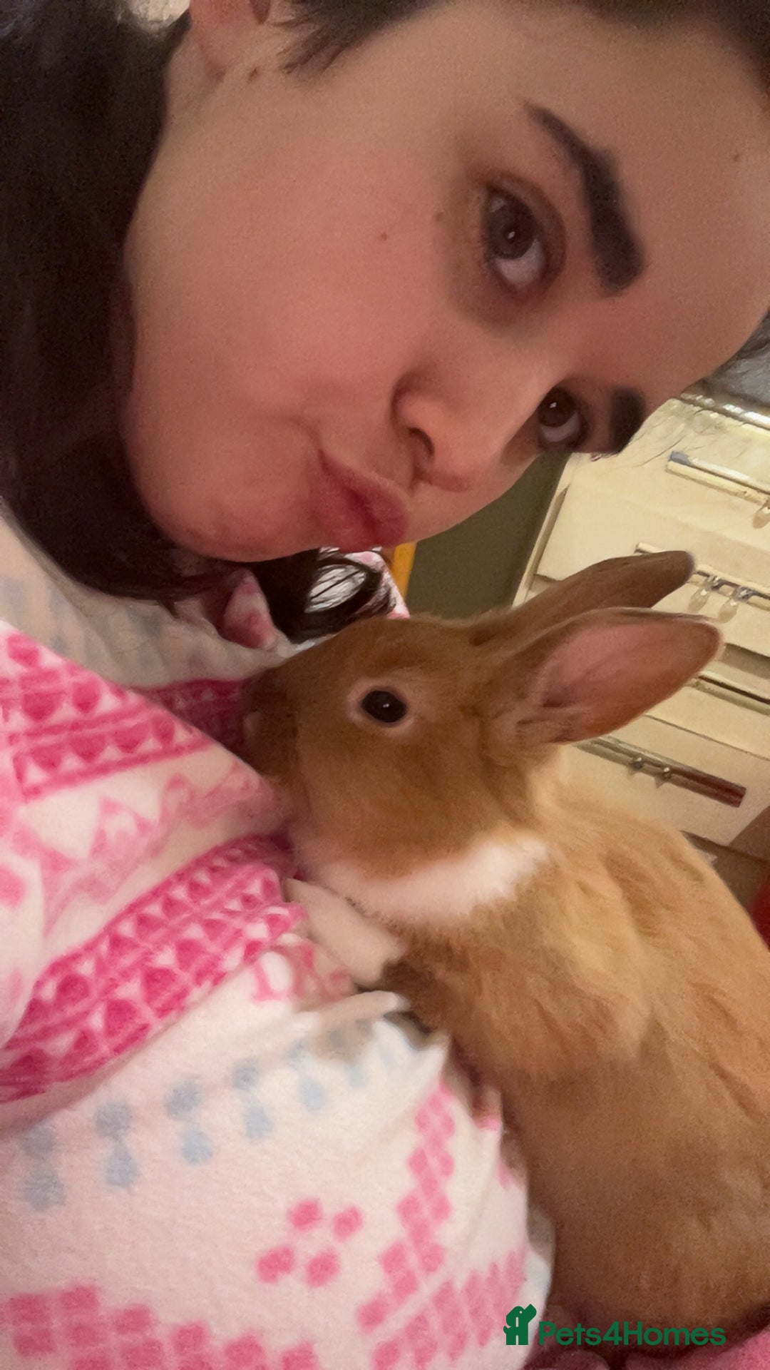 Mixed Breed rabbits for sale: Rabbit boys for sale  - Image 4