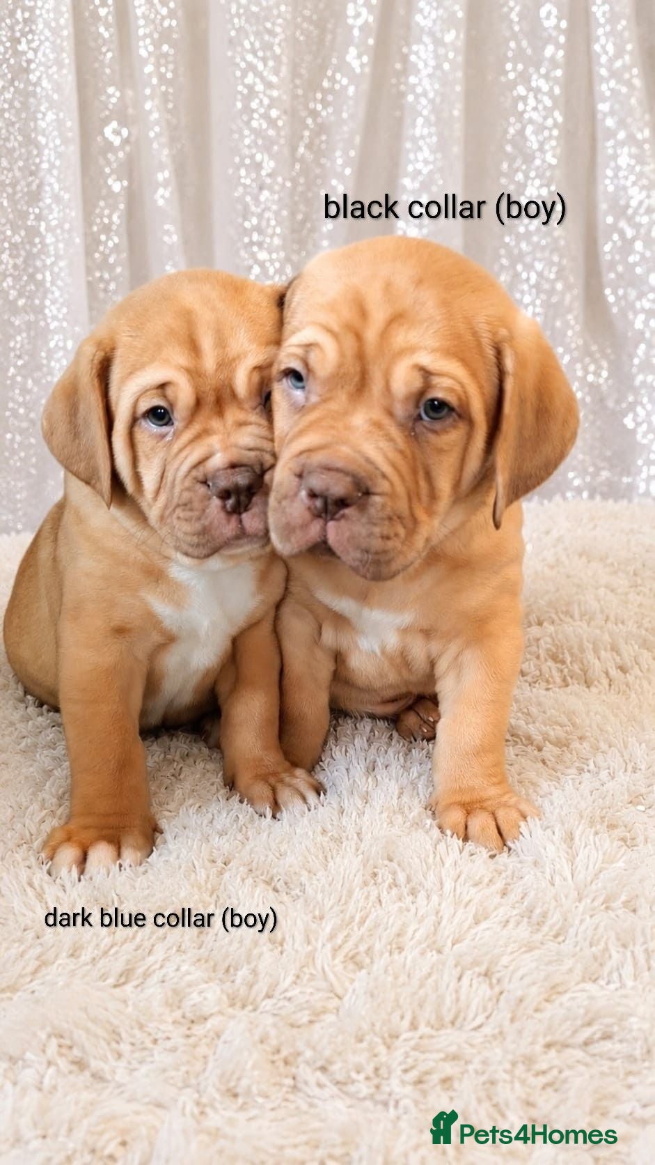 Mixed Breed dogs 8 mastiff puppies  - Advert 17