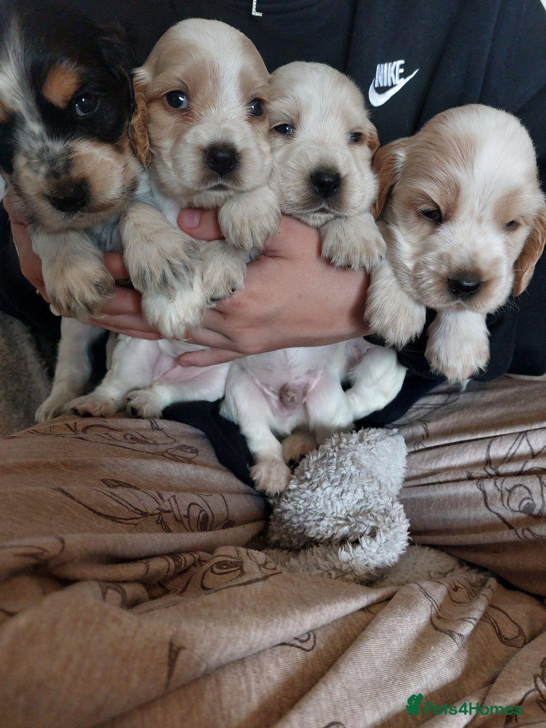 Cocker Spaniel dogs for sale: Show Type Cocker Spaniels - Image 1