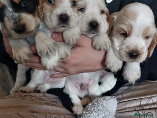 Cocker Spaniel dogs - Advert 35