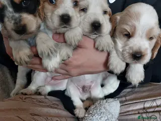 Cocker Spaniel dogs Show Type Cocker Spaniels - Advert 12